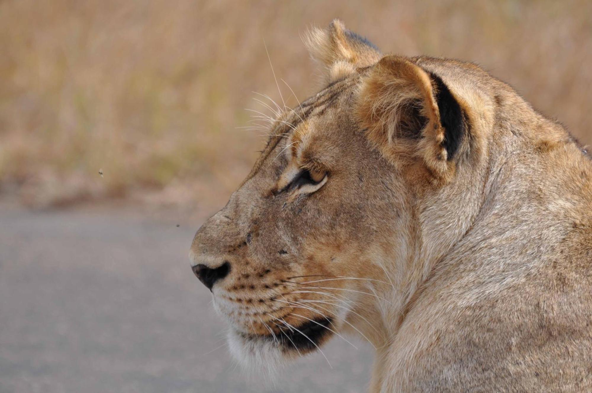 La Kruger Lifestyle Lodge - No Loadshedding Marloth Park Extérieur photo